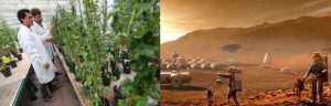 La conquista de la papa: Conoce sobre el futuro cultivo de la papa en Marte La conquista de la papa: Conoce sobre el futuro cultivo de la papa en Marte